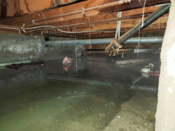 Best Professional water damage repair  in Summit Hill, PA